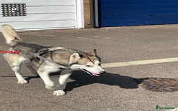 Siberian Husky dogs for sale: Beautiful boy needing forever home - Image 10