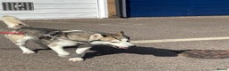 Siberian Husky dogs for sale: Beautiful boy needing forever home - Advert 10