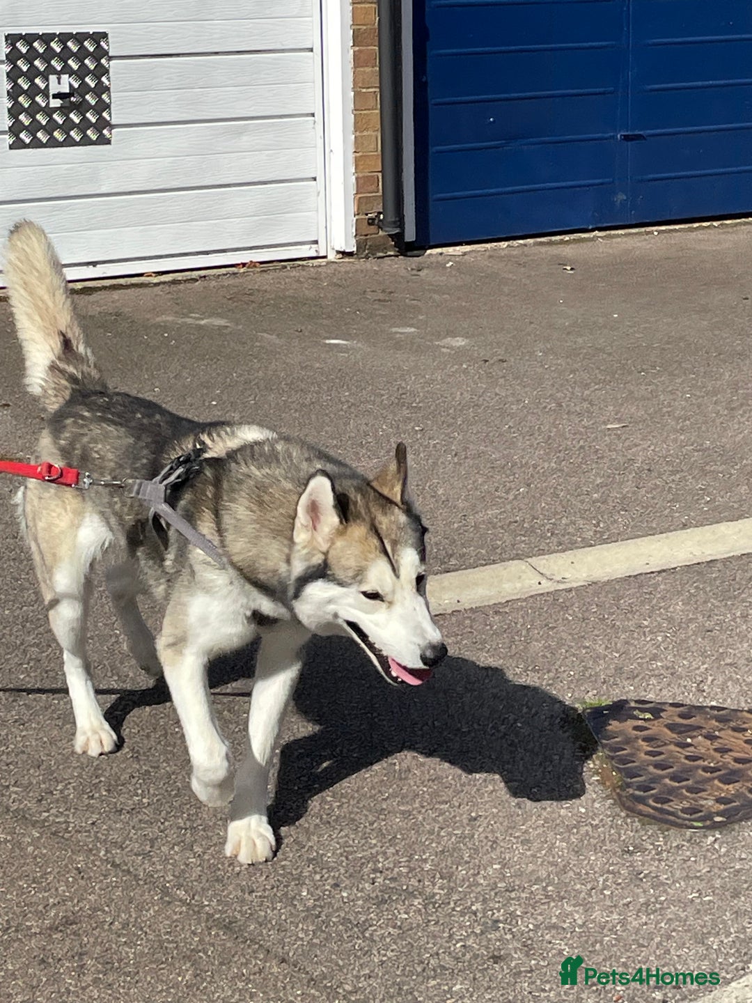 Siberian Husky dogs for sale: Beautiful boy needing forever home - Image 10