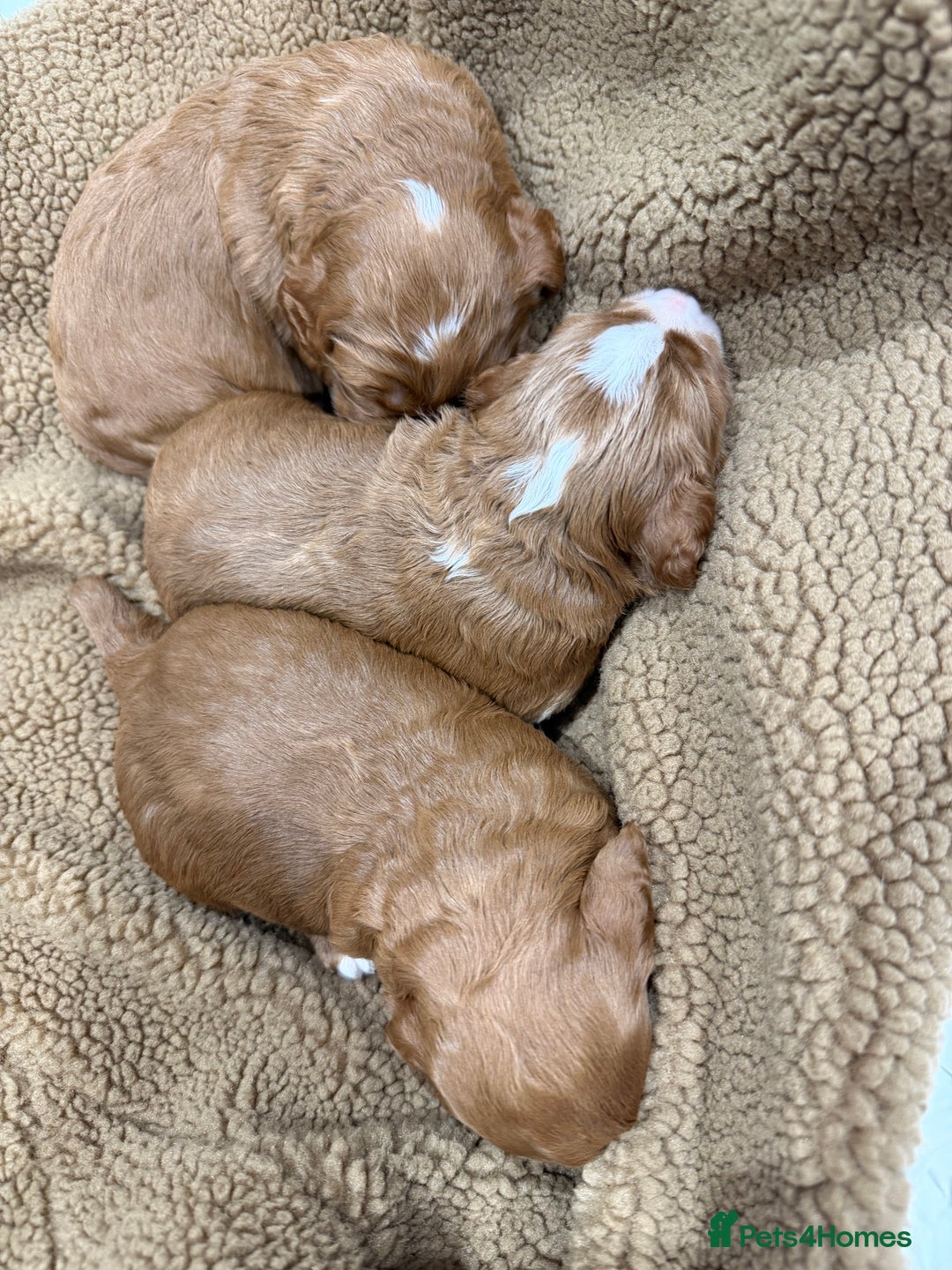 Cockapoo dogs for sale: Fox red F1 cockapoos  - Advert 4