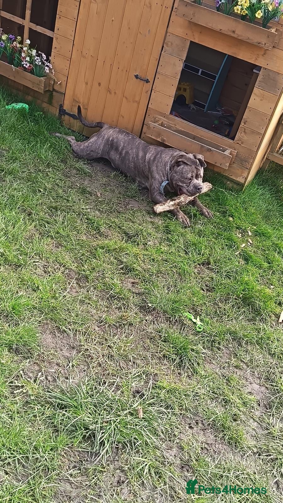 Mixed Breed dogs Pocket bully x cane corso - Advert 1
