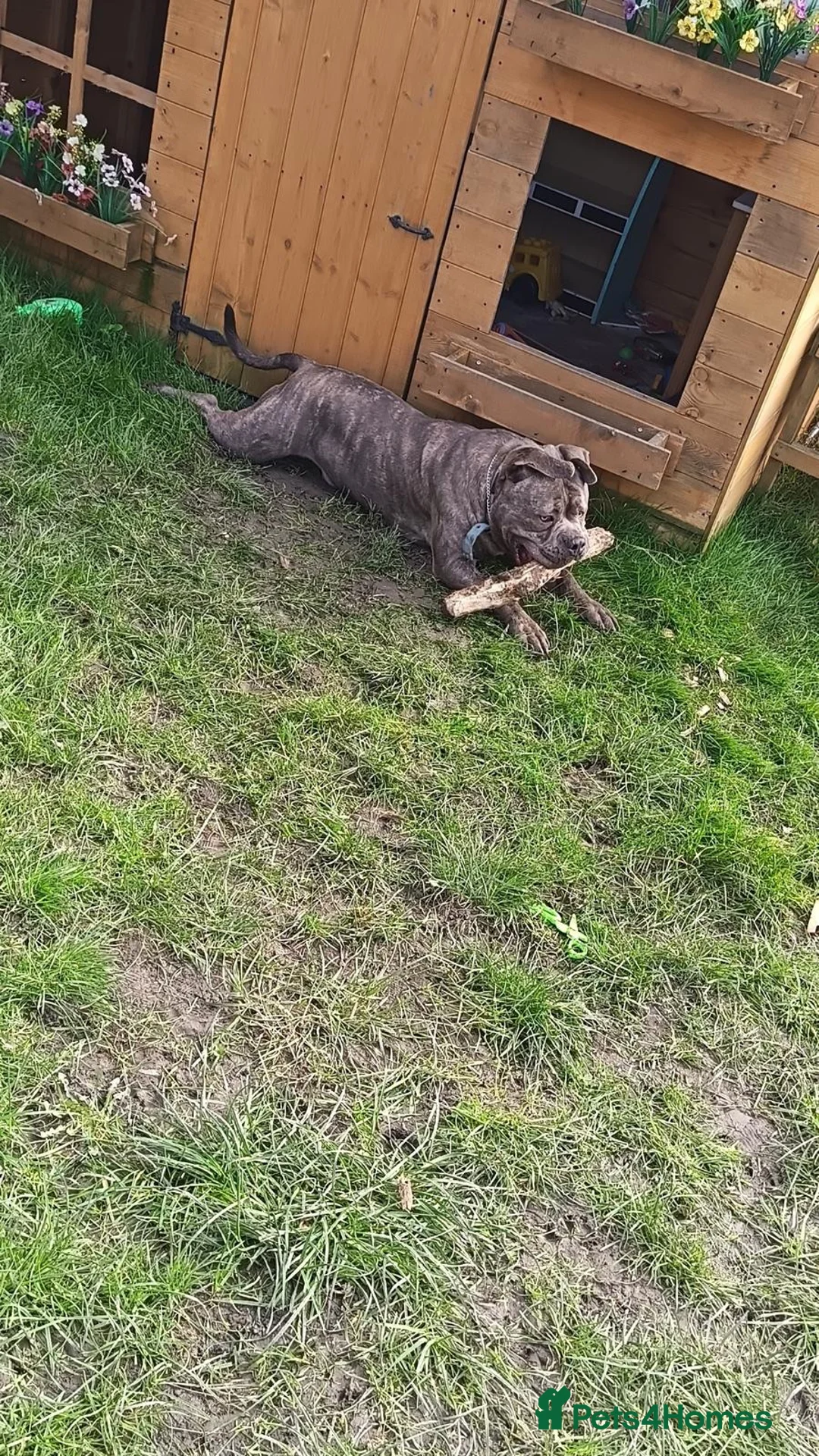 Mixed Breed dogs for sale: Pocket bully x cane corso - Advert 1