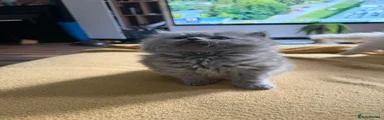 BLH LOLA