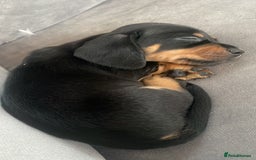 Miniature Dachshund dogs for sale: Ready for new homes Mini Dachshund  - Image 24