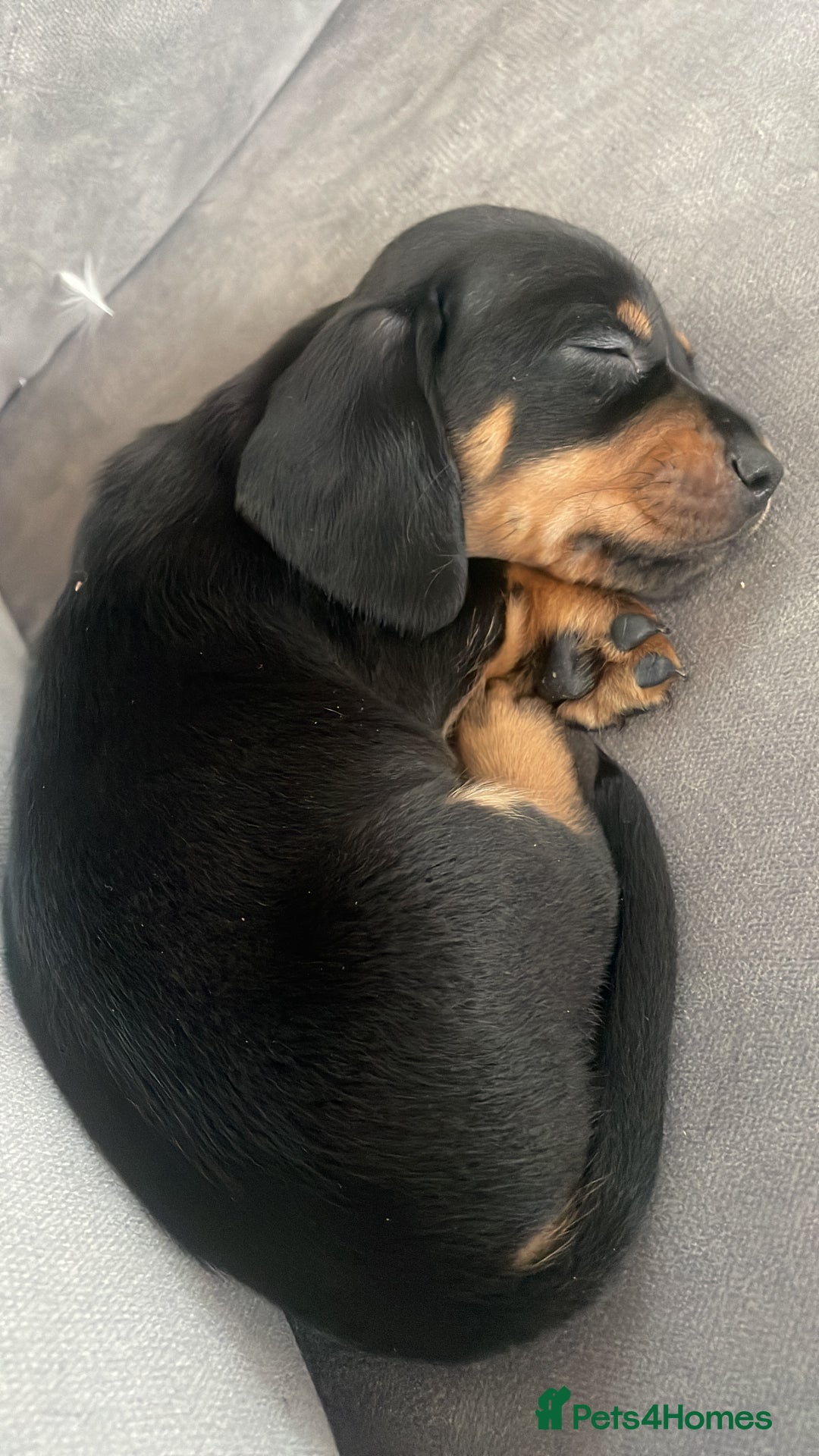 Miniature Dachshund dogs for sale: Ready for new homes Mini Dachshund  - Image 24