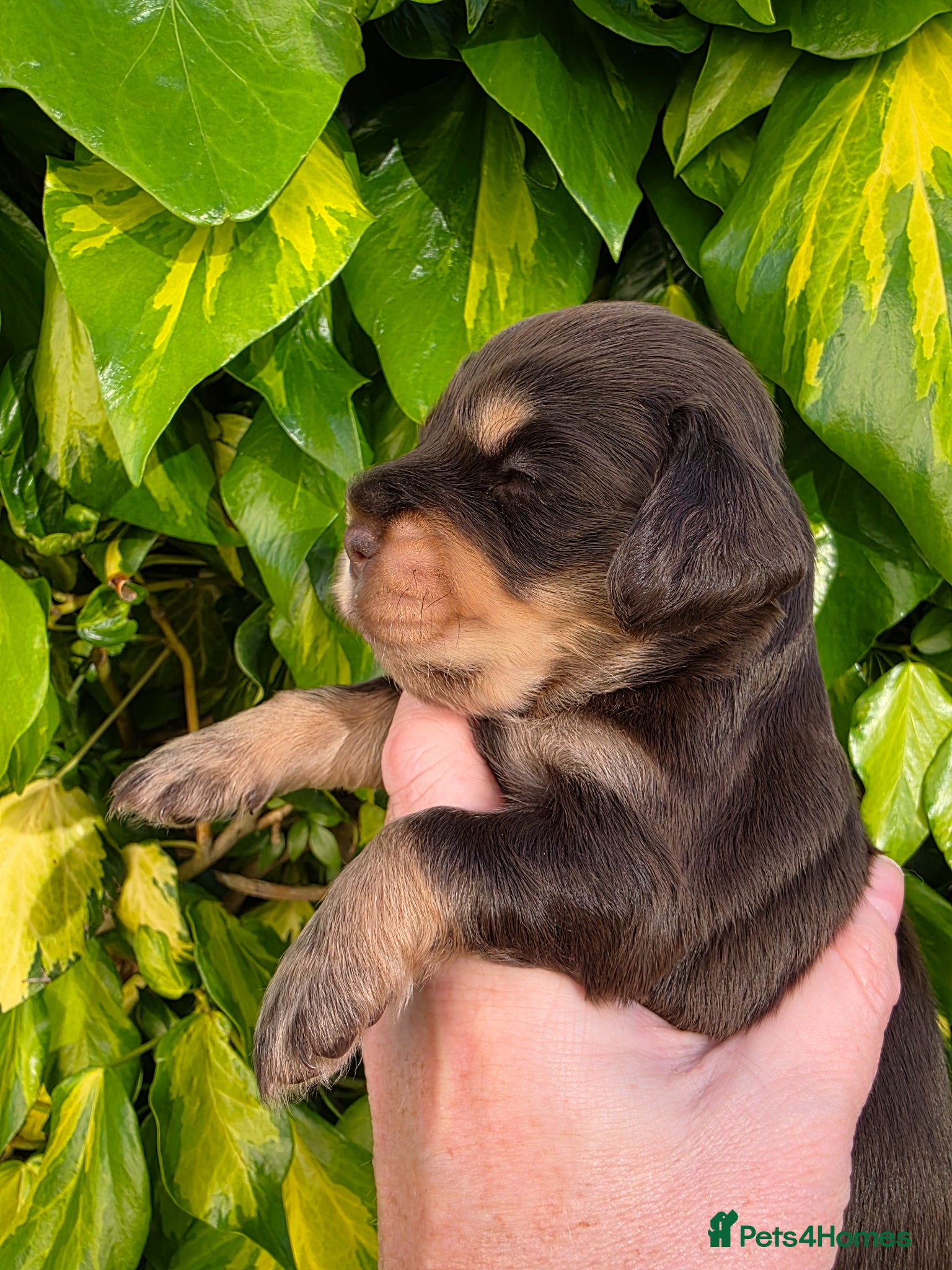 Cocker Spaniel dogs for sale: Black and chocolate tan point cockers  - Advert 4