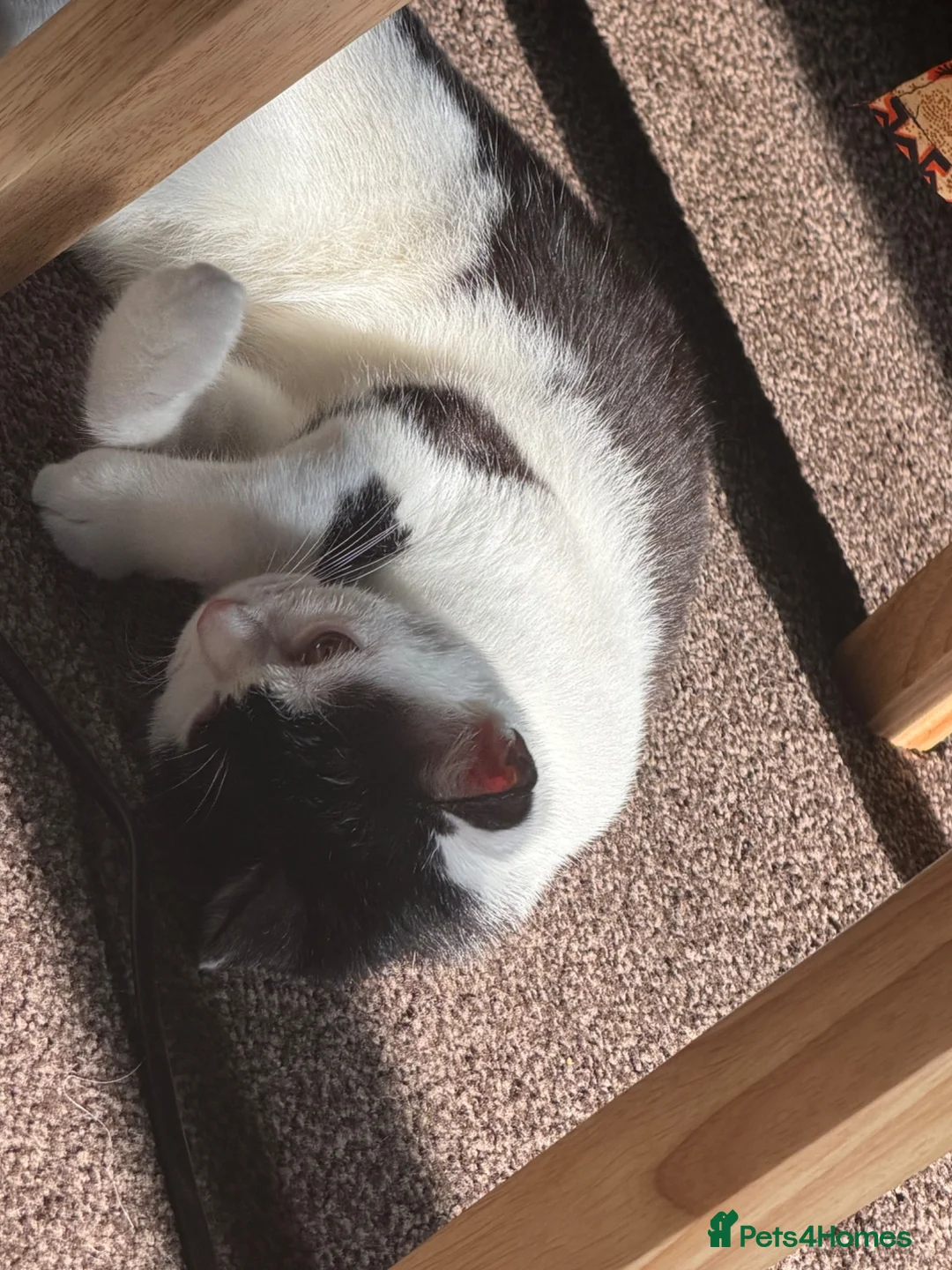 Mixed Breed cats for sale: Felix the cat  - Advert 5