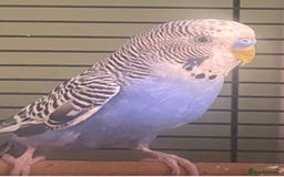 Budgerigars birds for sale: Willow. Male budgie. With cage. 3 years old.  - Image 4
