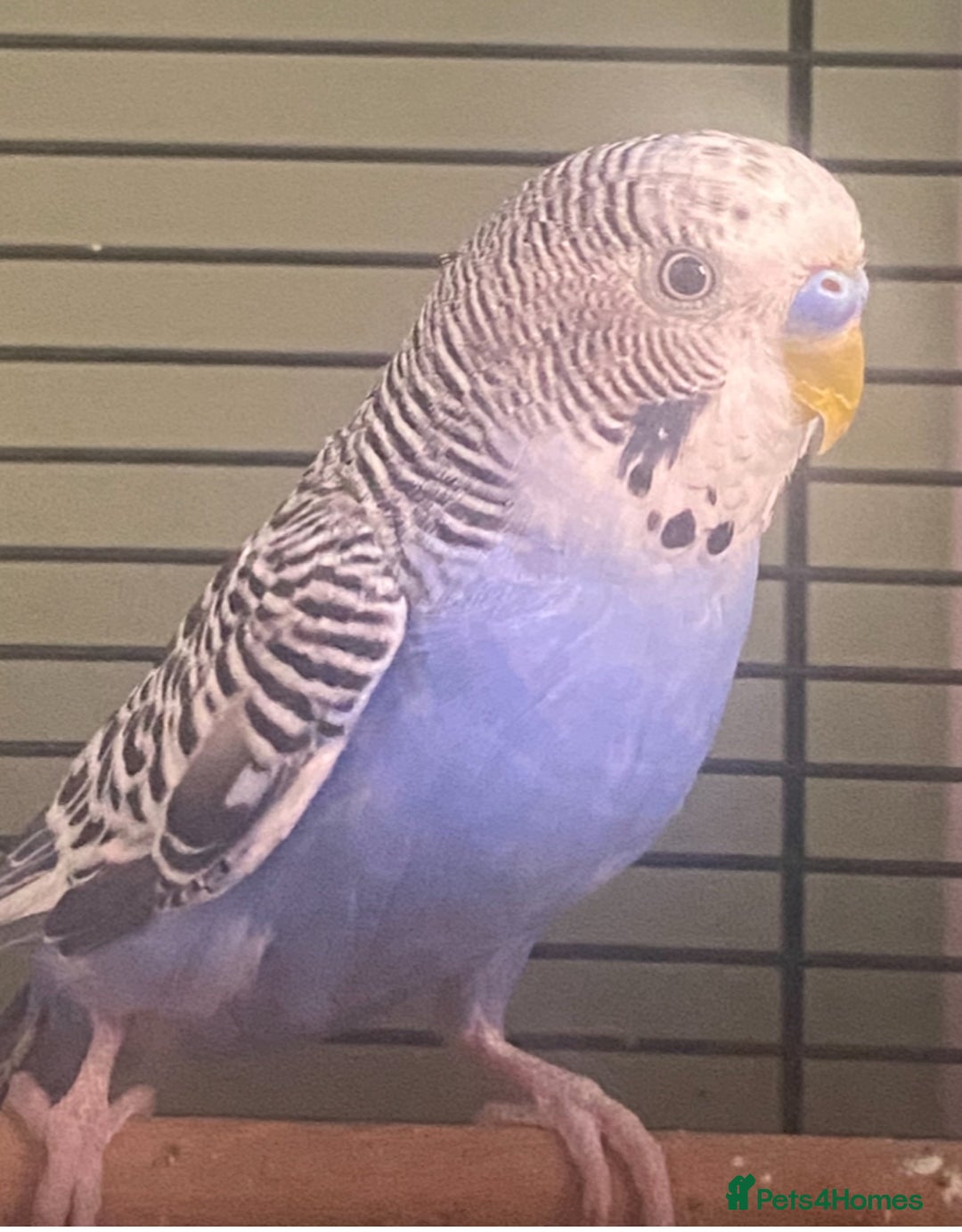 Budgerigars birds for sale: Willow. Male budgie. With cage. 3 years old.  - Image 4
