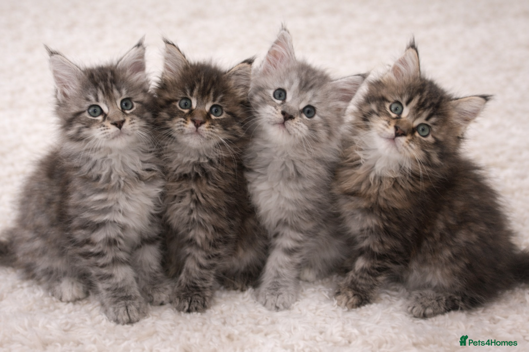 Maine Coon cats for sale: Registered Maine coon kittens  - Advert 1