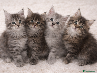 Maine Coon cats Registered Maine coon kittens - Advert 4