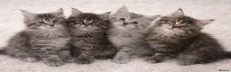 Maine Coon cats for sale: READY TO LEAVE Registered Maine coon kittens  - Advert 14