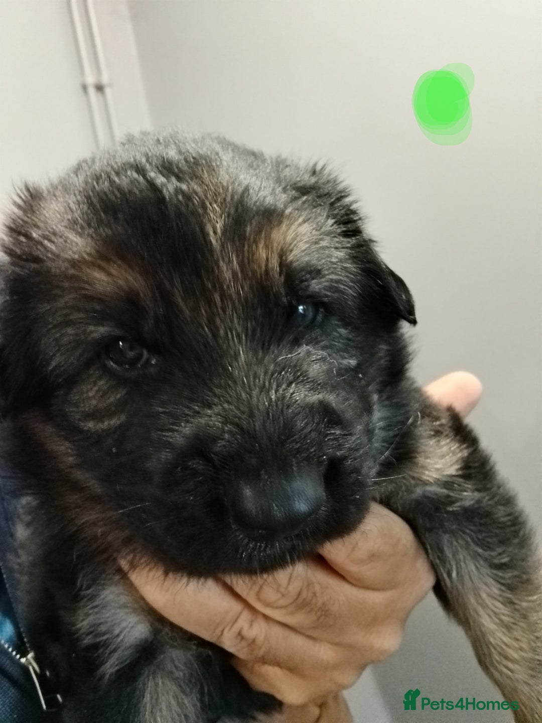 German Shepherd dogs for sale: German Shepherd Puppy's  - Advert 5