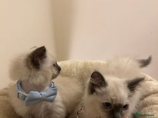Ragdoll cats Beautiful Ragdoll Kittens - Advert 5