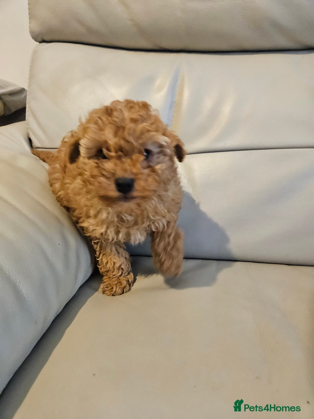 Toy Poodle dogs for sale: Last toy poodle boy remaining  - Advert 4