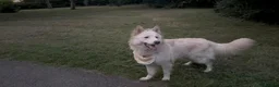 German Shepherd dogs for sale: Purebred White German Shepherd - Advert 1