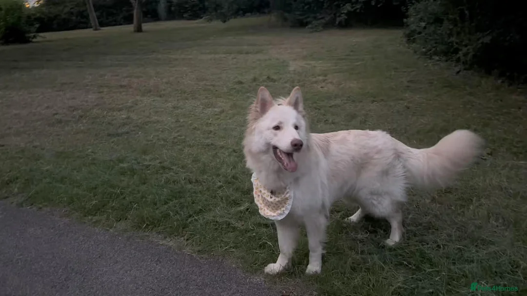 German Shepherd dogs for sale: Purebred White German Shepherd - Advert 1