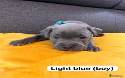 Staffordshire Bull Terrier dogs for sale:   Champion-KC.Reg.Blue Staffordshire Bull Terrier  - Image 31