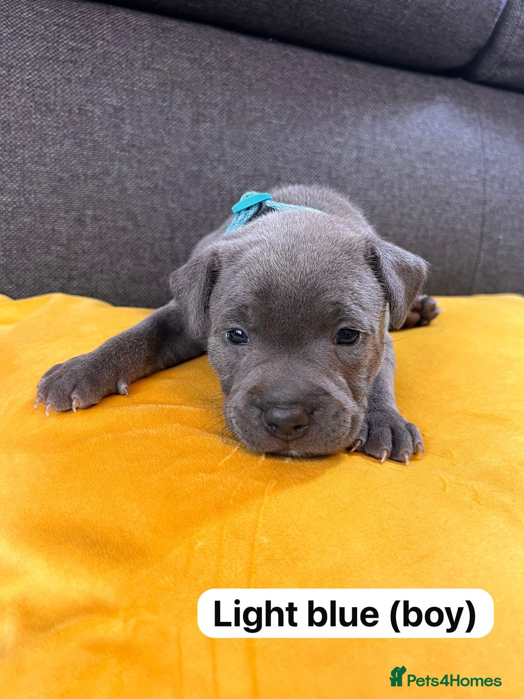Staffordshire Bull Terrier dogs for sale:   Champion-KC.Reg.Blue Staffordshire Bull Terrier  - Image 31