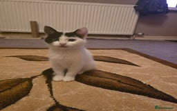 Domestic Shorthair cats for sale: Black and white Kitten come with  ** s  - Image 10