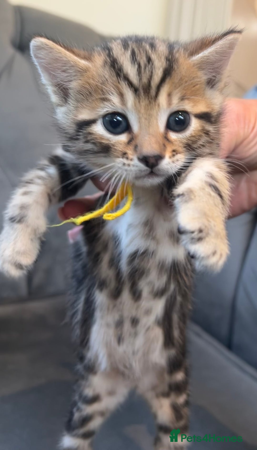Bengal cats for sale: Stunning litter of Pure Bengals - Image 14