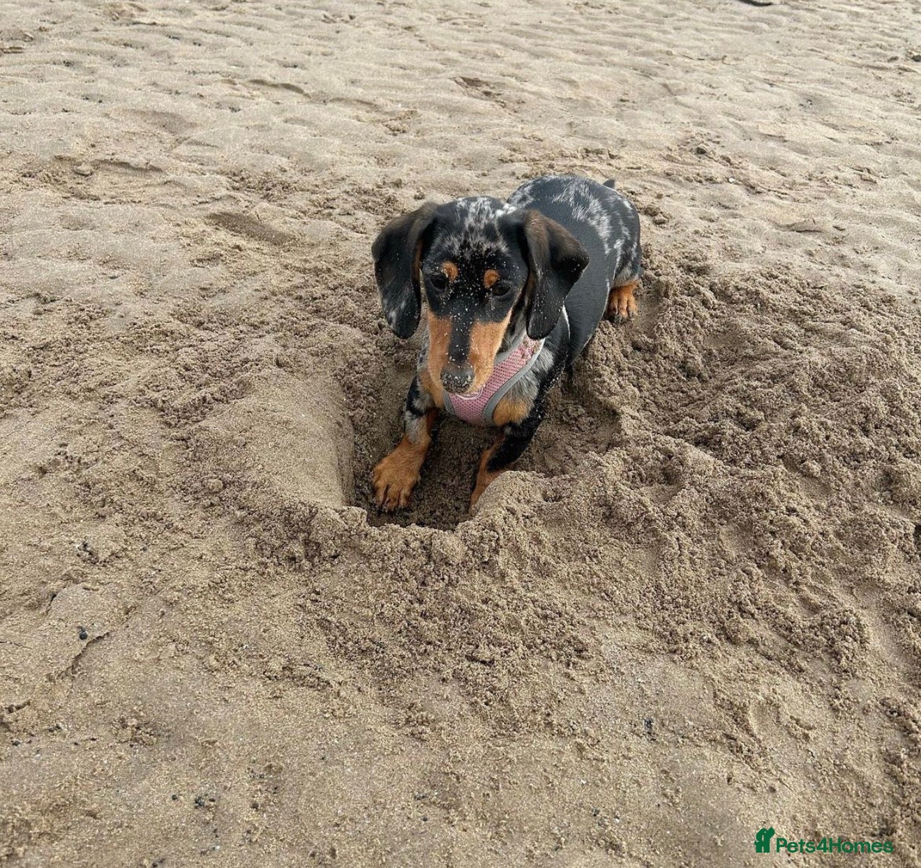 Miniature Dachshund dogs for sale: Miniature dachshunds  - must be rehomed together - Advert 6