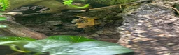 Gecko reptiles for sale: crested gecko in Middlesbrough - Advert 6