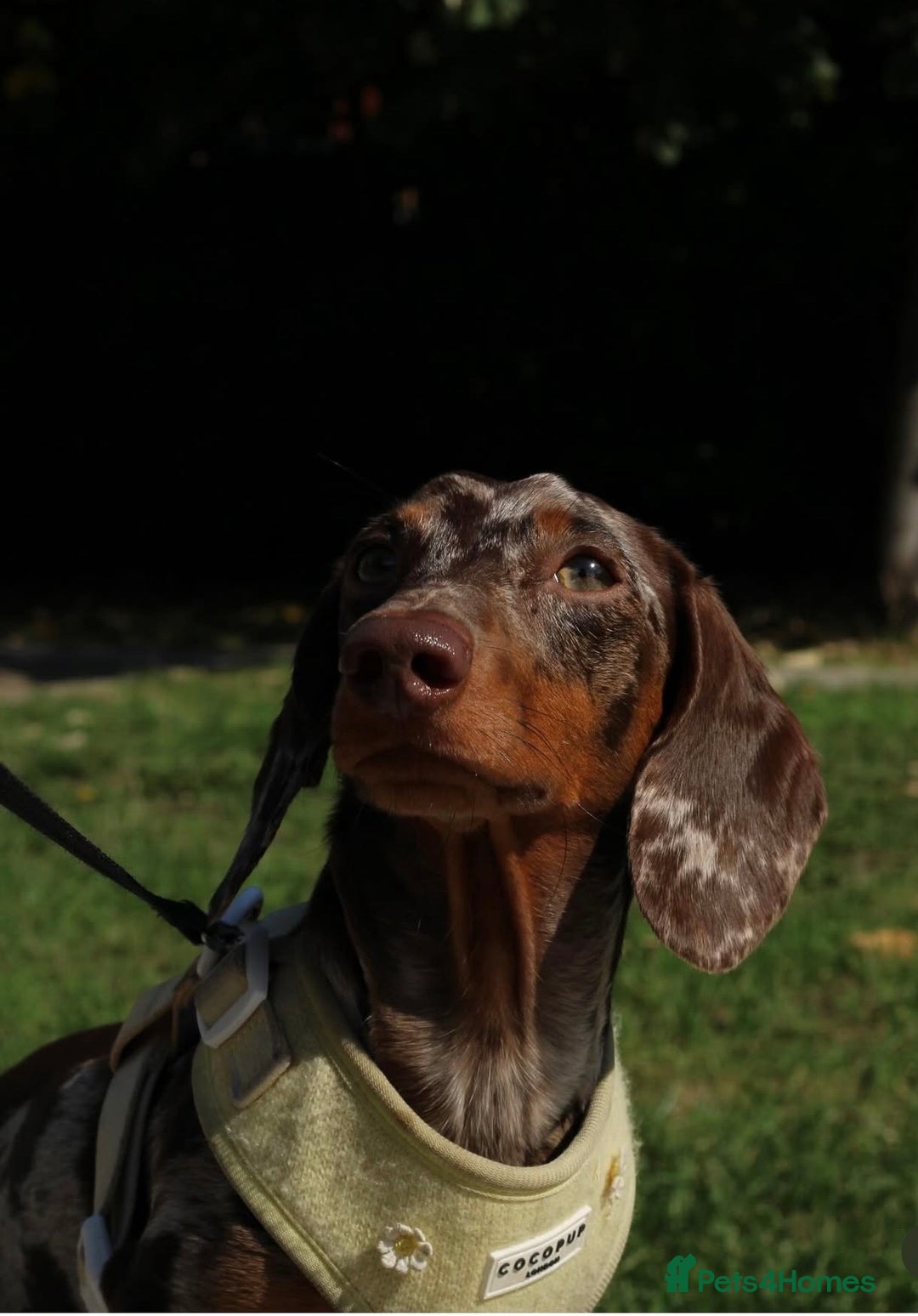 Miniature Dachshund dogs for stud: Loki dapple miniature dachshund Stud - Image 4