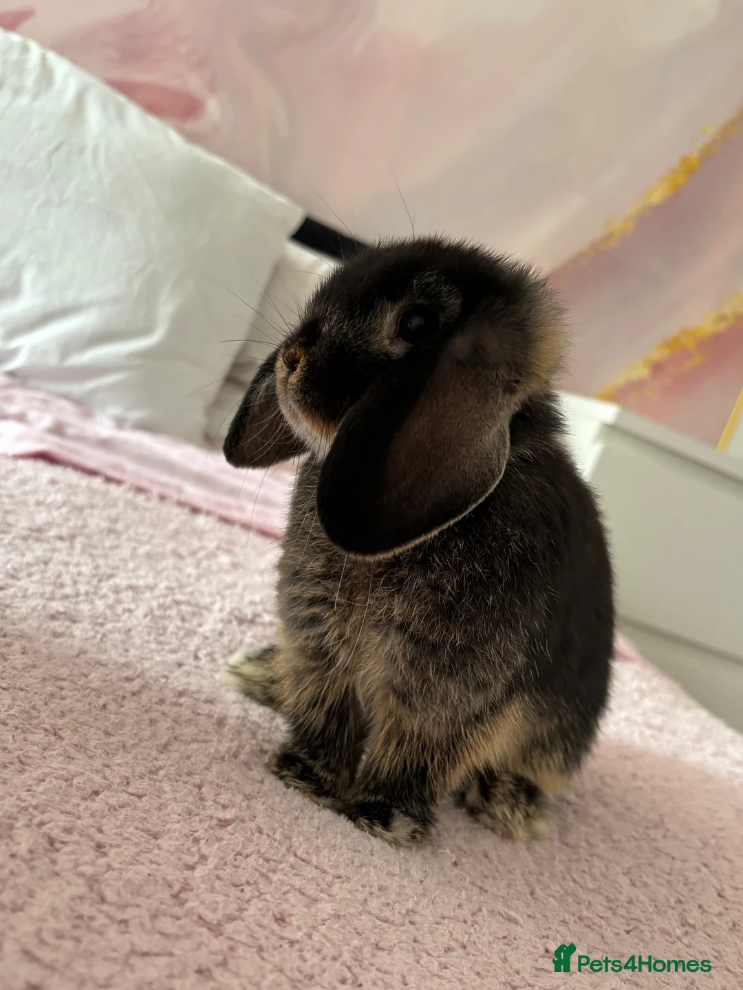 Mini Lop rabbits for sale: Female Mini Lop  - Advert 4
