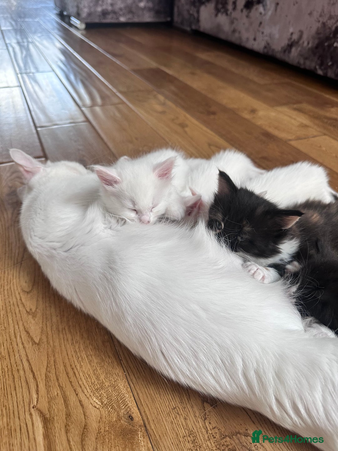 Turkish Angora cats for sale: Beautiful Turkish Angora Kittens - Image 12