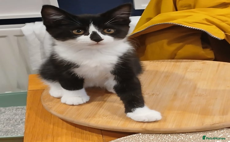 Mixed Breed cats Gorgeous Tuxedo Mixed Breed with Persian - Advert 16
