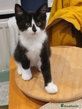 Mixed Breed cats Gorgeous Tuxedo Mixed Breed with Persian - Advert 16