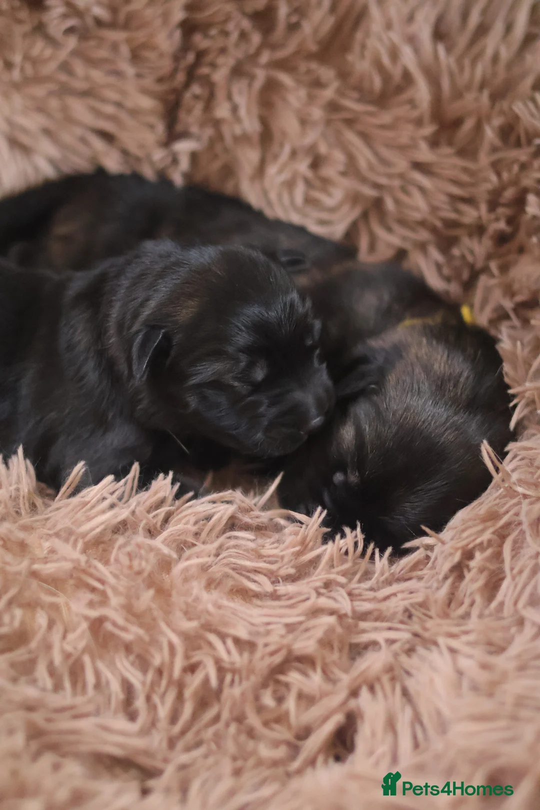 Golden Shepherd dogs for sale: Beautiful chunky Golden Shepherds in Telford - Advert 32