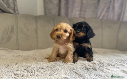 Cockapoo dogs for sale: Beautiful F1 cockapoos ready now  - Image 23