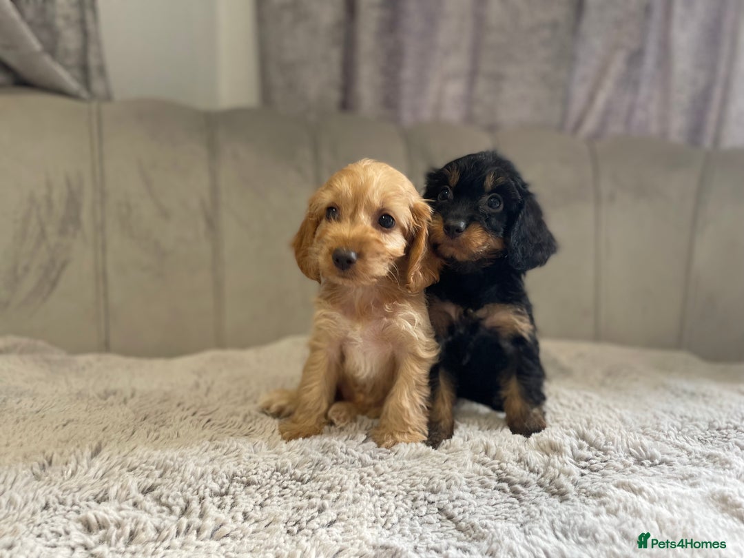 Cockapoo dogs for sale: Beautiful F1 cockapoos ready now  - Image 23