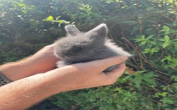 Lionhead rabbits for sale: 4 Beautiful Lionhead Baby Bunnies - Image 3