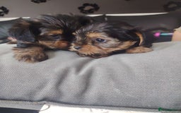 Yorkshire Terrier dogs for sale: Yorkshire terrior  - Image 4