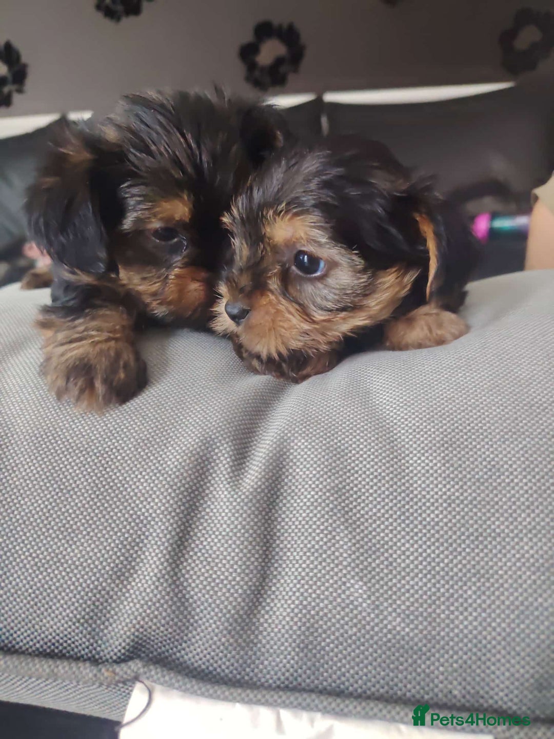 Yorkshire Terrier dogs for sale: Yorkshire terrior  - Image 4