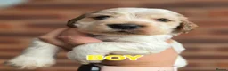 Cocker Spaniel dogs for sale: KC Reg Show Cocker Spaniel Pups Health Clear Boys - Advert 6