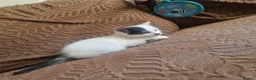 Mixed Breed cats for sale: Beautiful kittens READY TODAY  - Advert 6