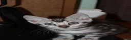 Bengal cats for sale: Beautiful TICA Registered Male Bengal Kittens - Advert 14