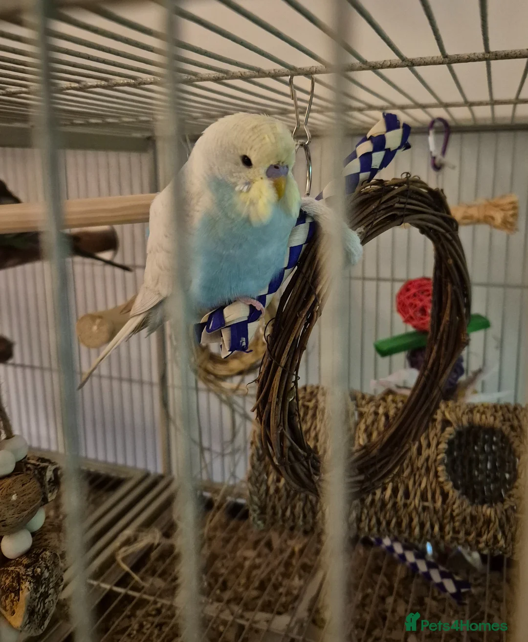 Budgerigars birds for sale: Young Male Budgie  - Advert 2