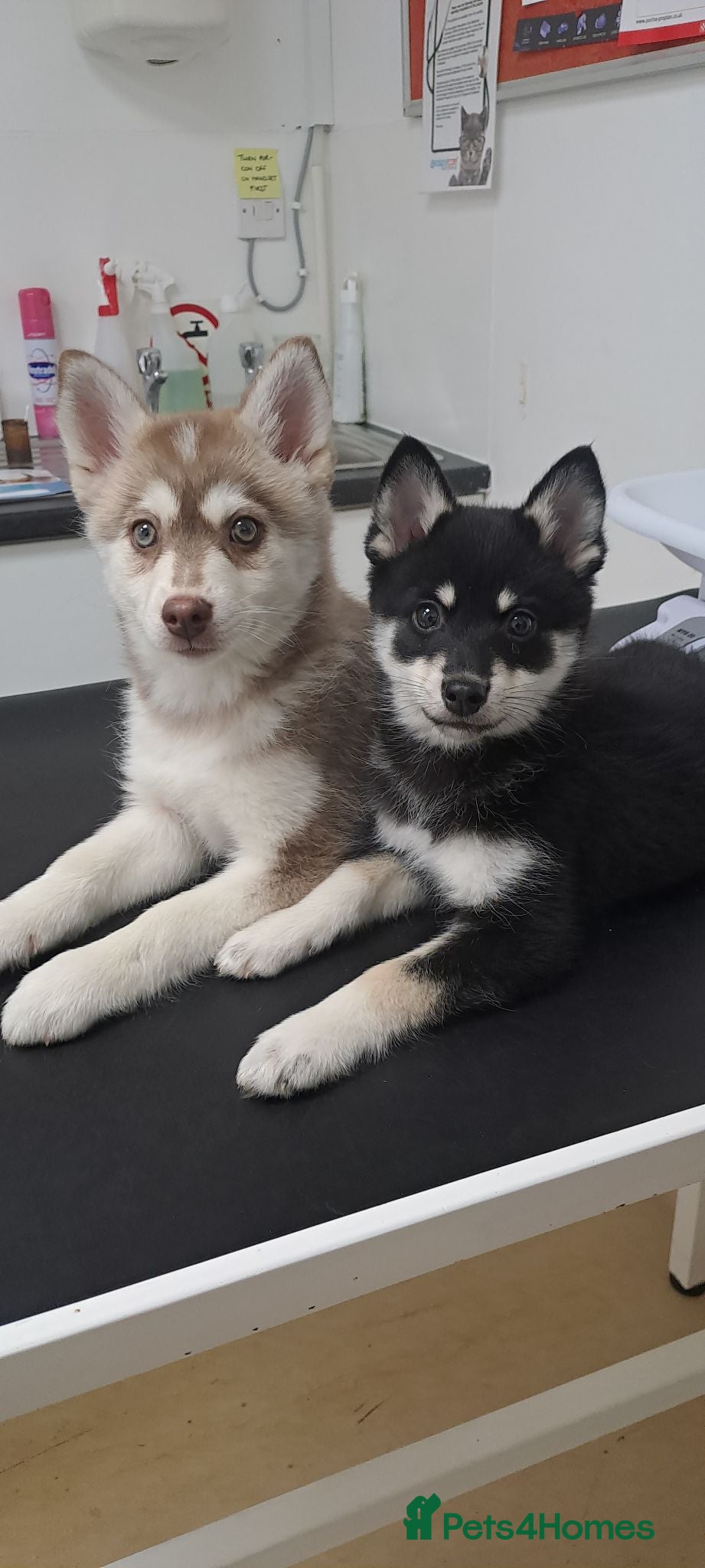 Pomsky dogs 💚Reduced F4 Pomsky 1 boy and 1 girl - Advert 1