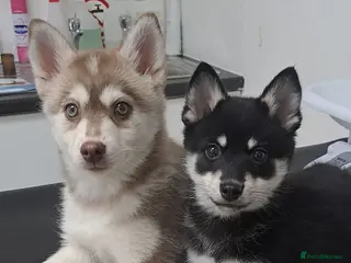Pomsky dogs 💚Reduced F4 Pomsky 1 boy and 1 girl - Advert 4