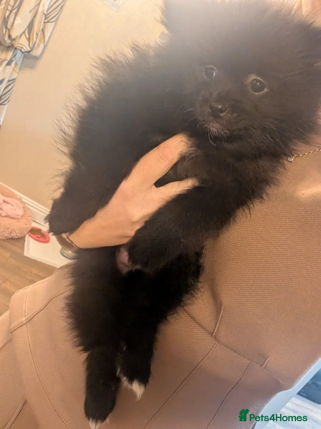 Pomeranian dogs for sale: Miniature Pomeranians - Advert 10