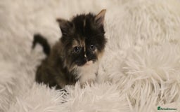 Maine Coon cats for sale: Beautiful Maincoon babys - Image 6