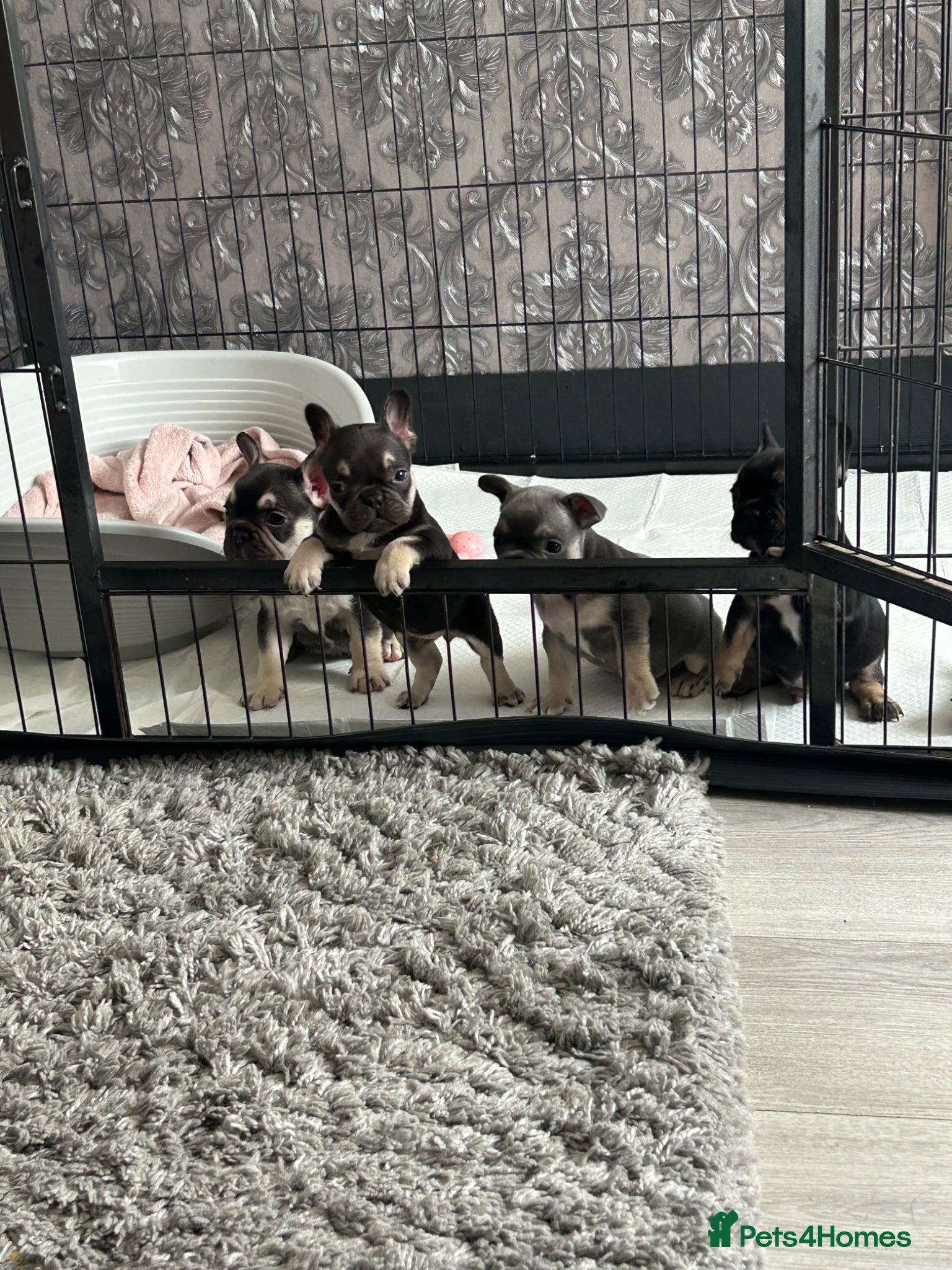 French Bulldog dogs Beautiful French bulldog puppies  - Advert 2