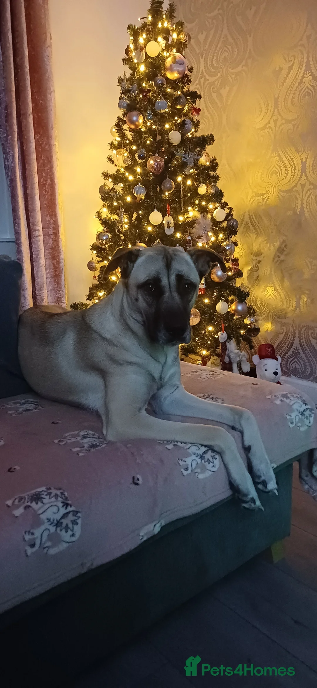 Mixed Breed dogs for sale: 1 year old Turkish Kangal  - Advert 2