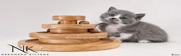 British Shorthair cats for sale: 10 Week old GCCF REG BSH KITTENS  - Advert 11