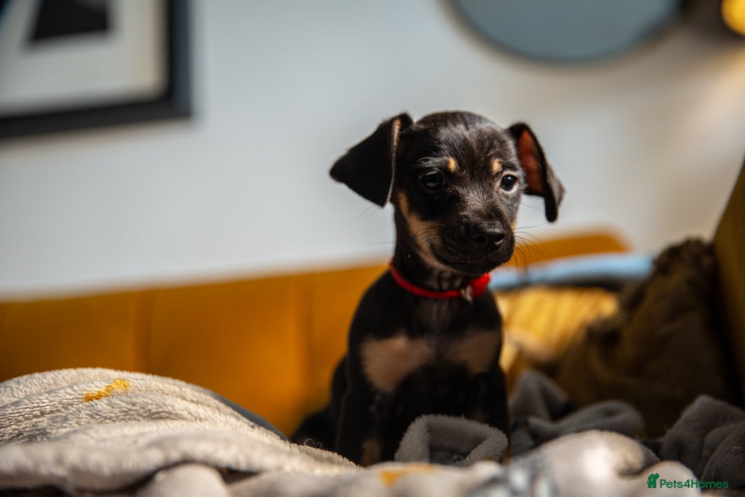 Mixed Breed dogs for sale: Daxijax/Jackshund/Dachshund/Jack - READY TO GO - Advert 19